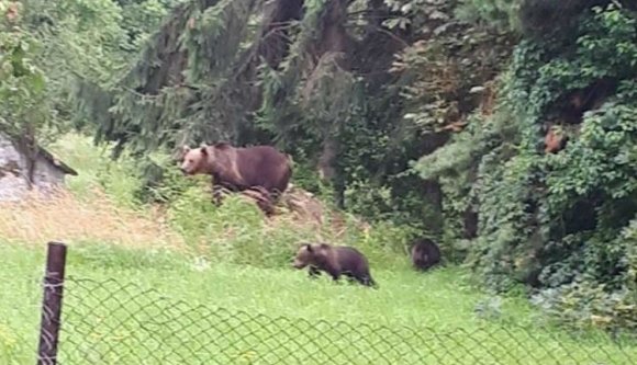 Már megint emberekre támadt a medve a Székelyföldön