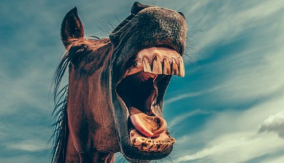 Négy ló legelt Temesváron zsenge füvet egy parkban, arra ment a rendőr, és hát…