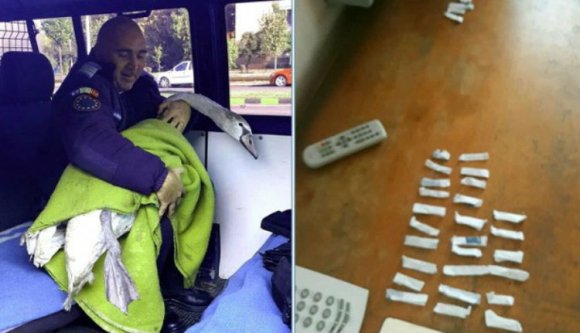 Ilyen a váradi csendőrök élete: egyszer hattyút kell begyűjteniük, máskor füves cigit