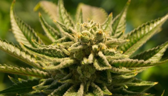 Olyan magasra nőtt a kannabisz egy erdélyi megyében, hogy már a nyomozóknak is szemet szúrt