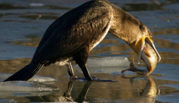 Indulhat a vadászat: Románia leszámol a halzabáló kárókatonákkal