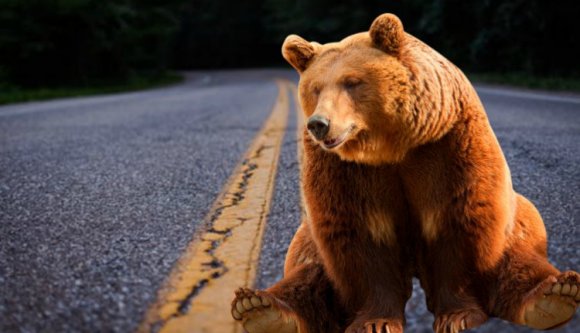 Egymás után ütik el a medvéket a Maros-menti települések környékén