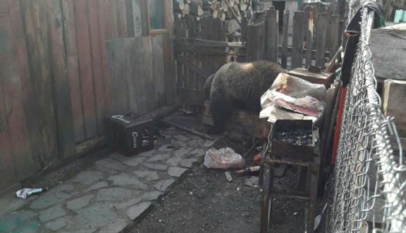 Nem csitul a medveterror Erdélyben, sőt