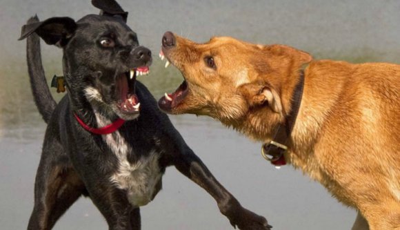 Szinte biztos, hogy Dăncilának hátrakötik a sarkát, de ő most a PSD legkisebb baja