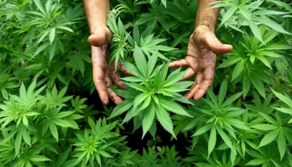 Annyi vadkendert találtak Biharban, hogy a fél megye betéphetne tőle