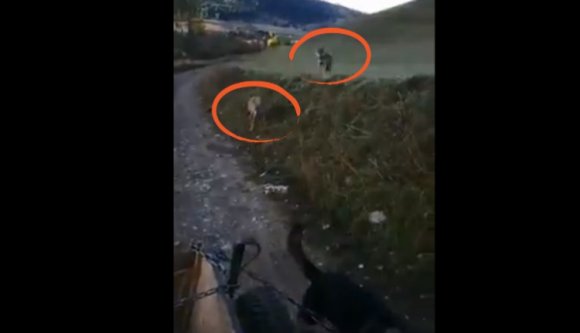 Nem lettünk volna a gazda helyében, akinek a szekerét éhes farkasok kezdték követni (VIDEÓval)