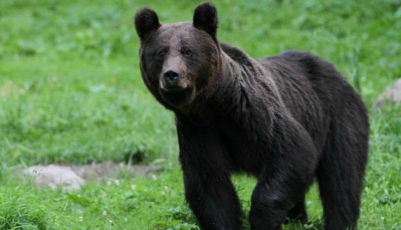 Két gyermeket és egy idős férfit sebesített meg a városba beszabadult medve (FRISSÍTVE)