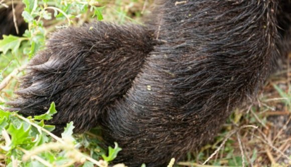 Az életével fizetett az úttestre merészkedő medve