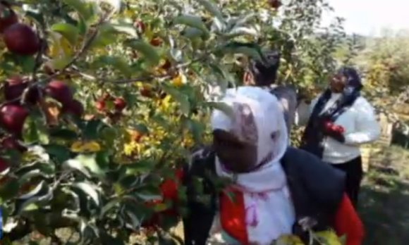 Szorgos szomáliai és iraki menekültek is dolgoznak a partiumi gyümölcsösökben