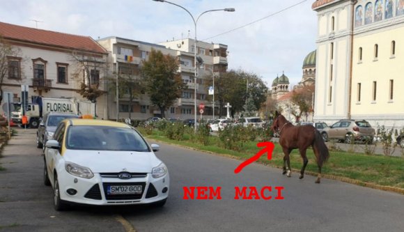 Olyan jó, hogy végre nem városközpontban andalgó medvékről írhatunk!