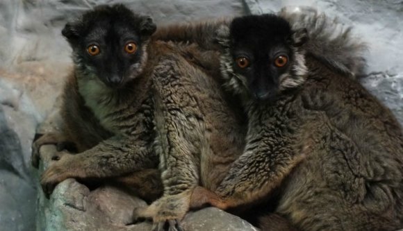 Nyíregyházi segítséggel talált párra a nagyváradi állatkert több cukisága