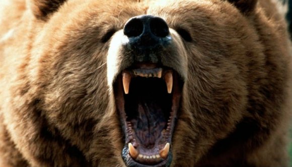 Sajnos megint gyilkos medvéről kell beszámolnunk