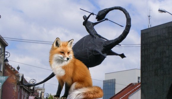 Senki ne barátkozzon a Sepsiszentgyörgy utcáin büszkén sétálgató rókával!