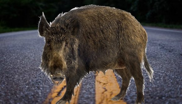 Miért nem jó kiugrani az autóból, ha elgázolunk egy vaddisznót?