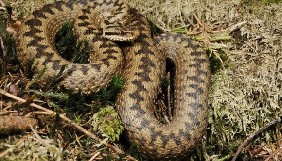 Ha magos Déva várára kíváncsi, nagyon figyeljen a viperákra, mert volt, aki nem figyelt eléggé