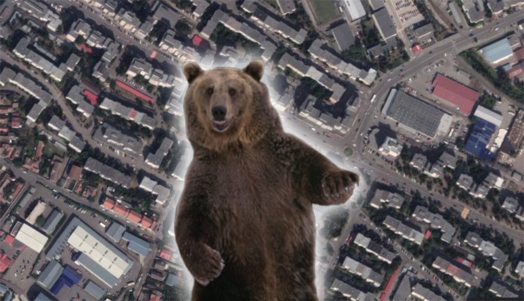 Még egy ok, hogy a székelyudvarhelyiek otthon üljenek: medve kóborolt éjszaka a városban