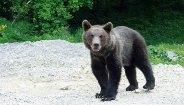 Egyszerre három medve is tiszteletét tette a népszerű székelyföldi üdülőhelyen