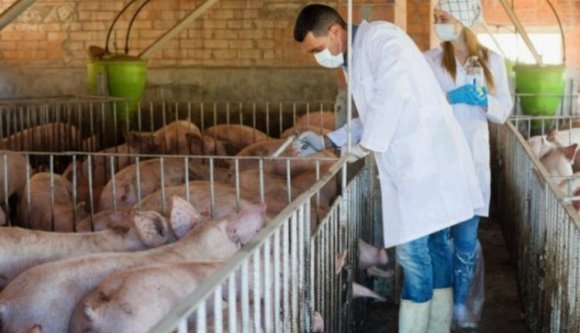 Máris volt értelme a kormányváltásnak: kiderült, hogy Románia tovább szerencsétlenkedik a sertéspestis elleni küzdelem terén