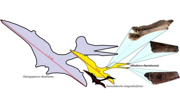 Hurrá, felfedeztek egy erdélyi repülő sárkányt!