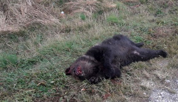 A Székelyföldön már nem csak az élő, hanem az elpusztult medvékkel is baj van