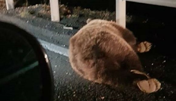 Bőséges termés: egy éjszaka két medvét is elcsaptak Maros megyében