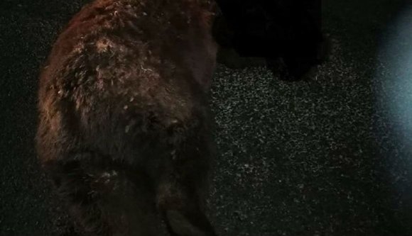 Még el sem ült a Hargita megyében az úttesten agonizáló medve botránya, máris újabb medvét gázoltak el