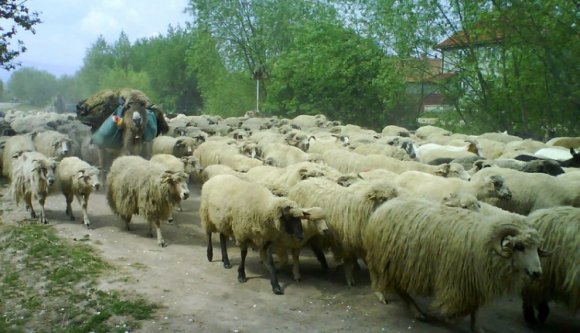 Romániai hétköznapok: autót bántalmazott a juhász, mert a sofőr nem engedte átkelni a juhokat az úttesten