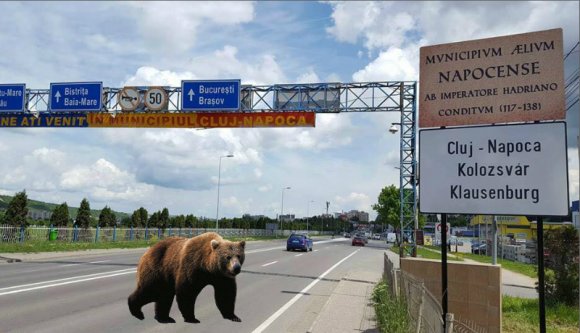 Most már izgatottan várjuk a medvék felbukkanását Kolozsvár főterén