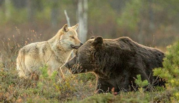 Ez már sok a jóból: medve- és farkas is riogatta az embereket az egyik erdélyi megyében