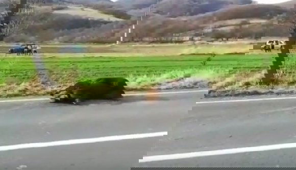 Elgázoltak egy medvét Parajd mellett, az állat 20 órát szenvedett, mert a hatóságok bénáztak