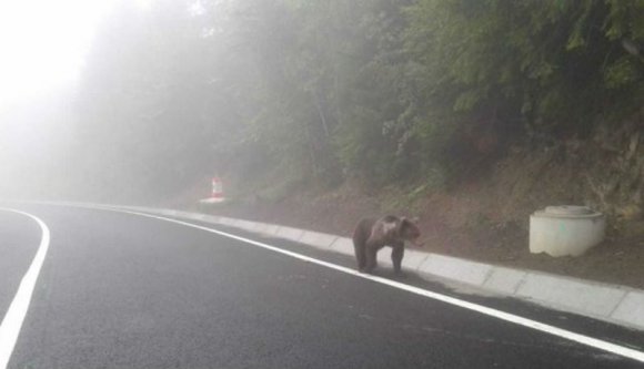 Kész őrület: már megint medvét gázoltak a Székelyföldön