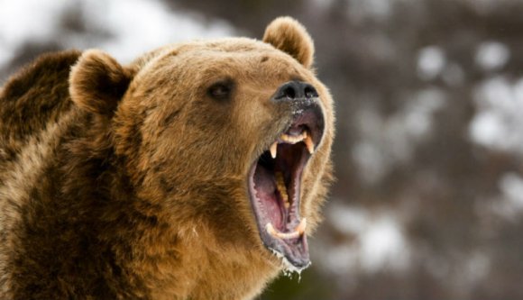 Hosszas életmentő műtét lett az ember és a medve legutóbbi találkozásának eredménye a Székelyföldön