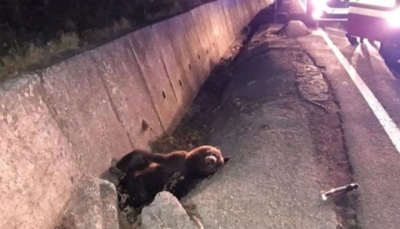 Mondjuk a kulcsszavakat: medve, úttest, autó, Maros megye. Találja ki, mi történt