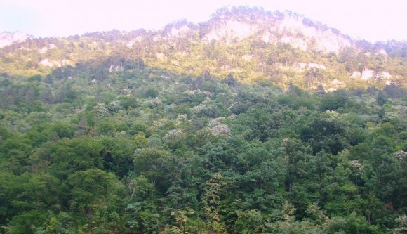 Újabb dicsőség az országnak: a Netflix dokumentumfilmeseit is zaklatták a román fatolvajok