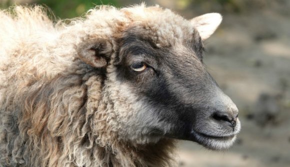 Hahó, emberek, ezt jó tudni: kecskekakival turbózzák fel a piaci tejtermékek bukéját