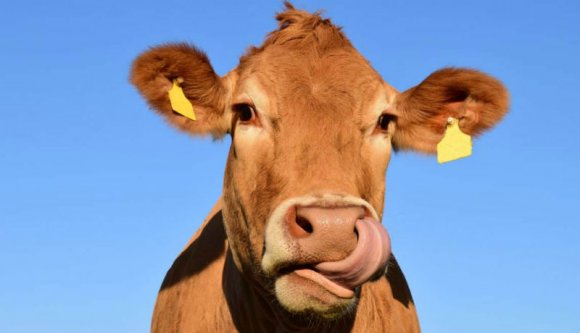 Romániai hétköznapok: szekeret elkerülni akaró autós balesetezett, a mentő tehenekkel ütközött