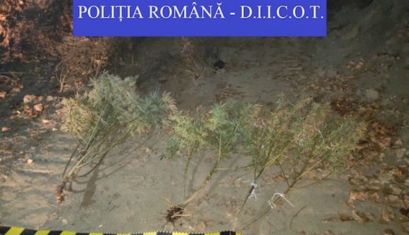 Úgy nőtt a Szamos partján a vadkender, mint máshol a csalán