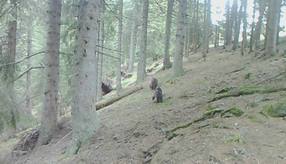 Semmi különös, csak három medve libasorban cammog az erdőben (VIDEÓ)