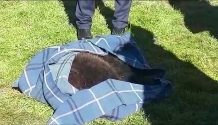 Ez egy ilyen év volt: medvebocsot gázolt el a vonat, ezúttal Brassó megyében