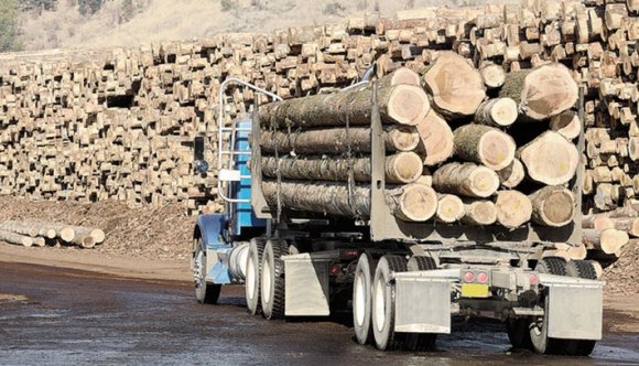 Egy erdész bebizonyította: el lehet lopni 540 kamionnyi fát egyetlen hónap alatt