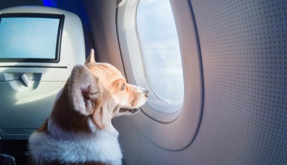 Ezentúl Burkus is velünk utazhat, ha Kolozsvárról repülünk