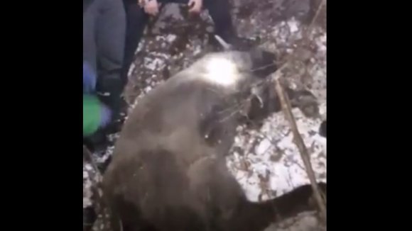 Így mentettek meg egy orvvadászok csapdájába esett bölényborjút (VIDEÓval)