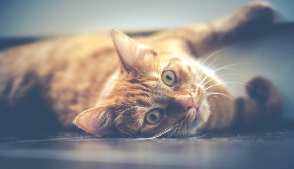 Cicainvázió a radiológián: izgalmasan kezdődik az év a konstancai kórházban (VIDEÓval)