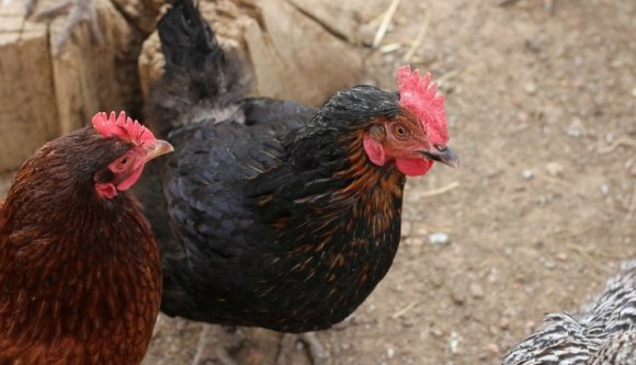 Ha már unja a sertéspestist, akkor a változatosság kedvéért ismét megjelent a madárinfluenza is