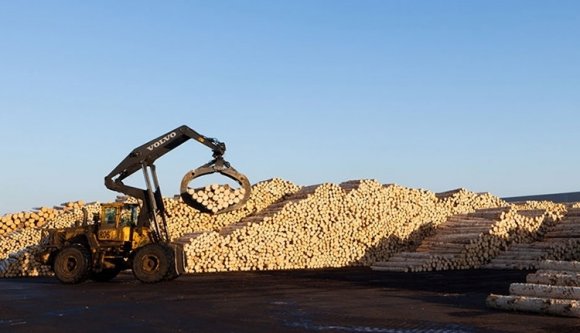 Bakizott az ügyészség: nem is lopott el egy fél erdőt a Beszterce-Naszód megyei erdész