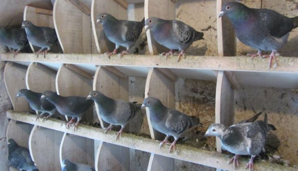 Ötven galambot lopott három román Belgiumban – rögtön 700 ezer eurós kárt okoztak