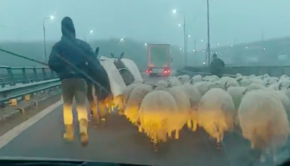 Szabadalmaztatásra váró román extrém sport: ködben, juhok között lavírozás az autópályán (VIDEÓval)