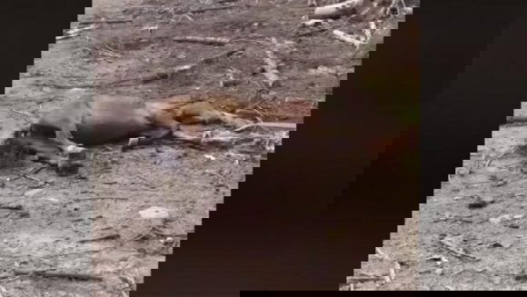 Elpusztult lóval csalogatták volna a medvéket a puskák elé egy vadászterület gyanús üzemeltetői