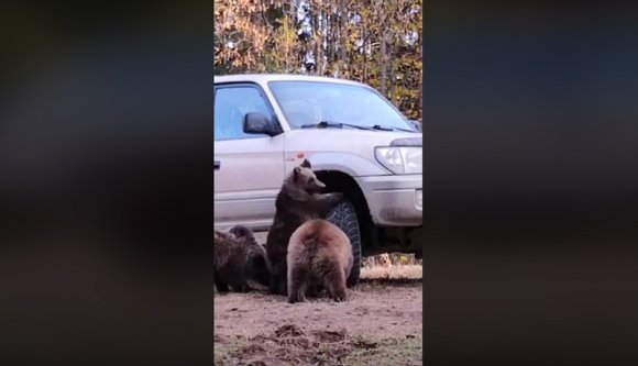 Hétvégi cukiság: három medvebocs kóstolgat egy gumiabroncsot (VIDEÓval)