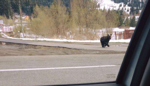 Kívül tágasabb – mondták a csendőrök az egyik székelyföldi város utcáin korzózó medvének